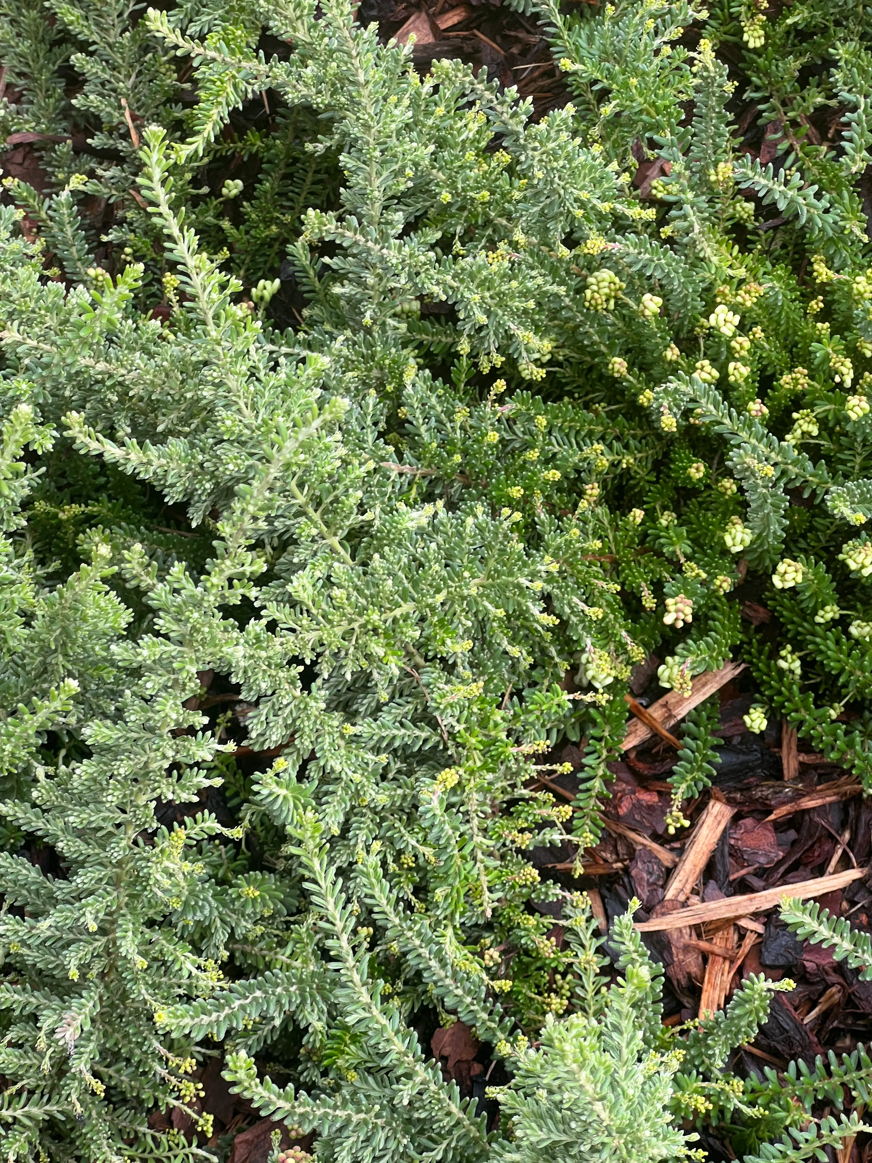 Northcote Laneway project detail 5
